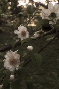 Close-up of white flowers