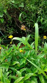 Plants growing on field