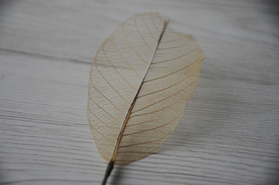 Close-up of dry leaves on table