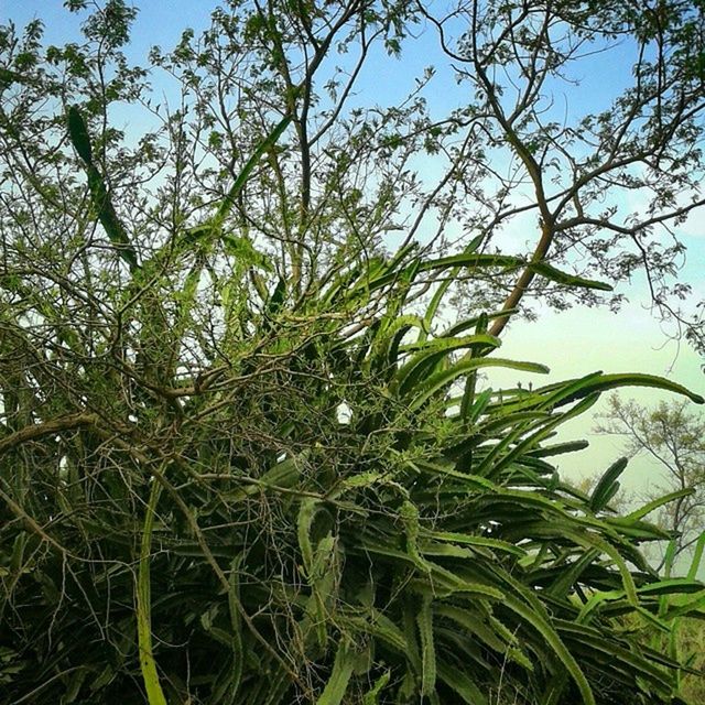 growth, tree, green color, nature, branch, low angle view, leaf, beauty in nature, freshness, sky, plant, close-up, tranquility, growing, clear sky, day, green, outdoors, no people, sunlight