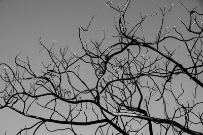 Low angle view of bare tree against sky