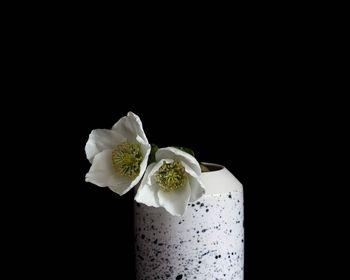 Close-up of flower over black background