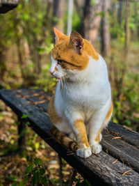 Cat sitting on wood