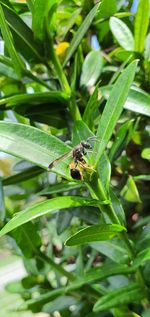 Close-up of insect on leaf