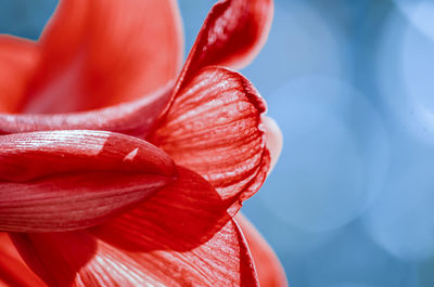 Close-up of red rose flower