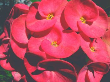 Close-up of pink flower