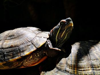 Close-up of turtle