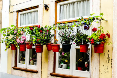 Potted plants on window of building