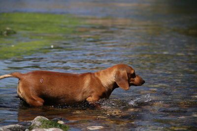 Side view of a dog in water