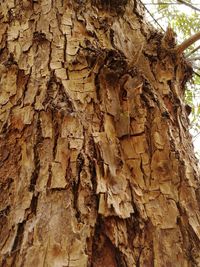 Close-up of tree trunk