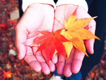 Close-up of hand holding maple leaves during autumn