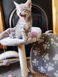 Close-up of cat yawning