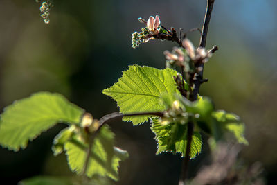 Close-up of green leaves on plant