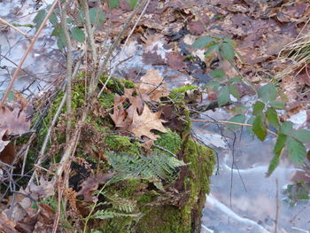 Close-up of plants against trees