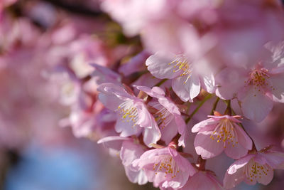 Close-up of pink cherry blossoms