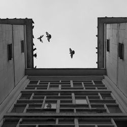 Low angle view of bird flying against sky