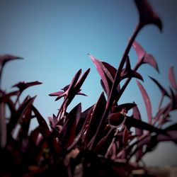 Close-up of red flowers against clear sky
