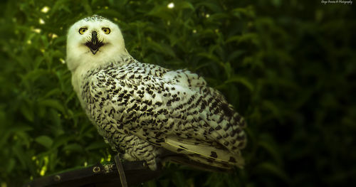 Close-up of eagle