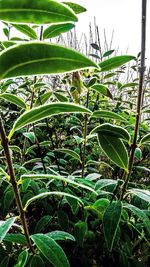 Close-up of green leaves