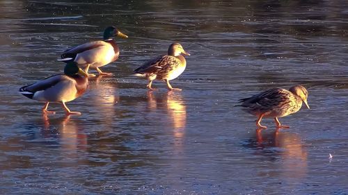 View of birds in water