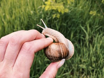 Close-up of hand holding snail