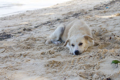 Portrait of dog relaxing at beach