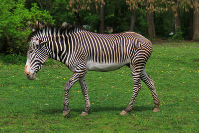 Zebra standing in a field