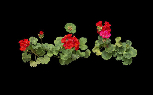 Close-up of flowering plants against black background