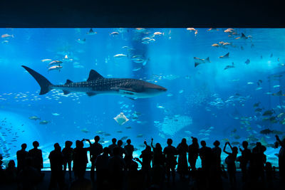 Close-up of fish underwater