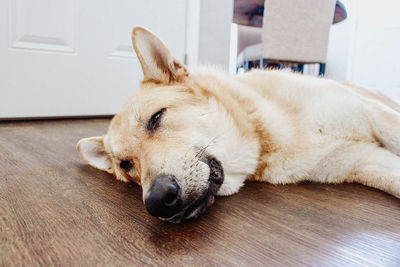 Close-up of german shepherd taking a nap