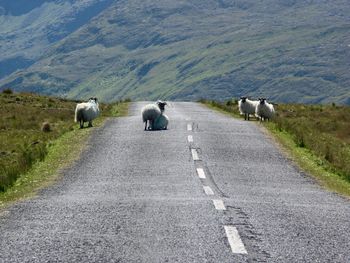 View of sheep walking on road