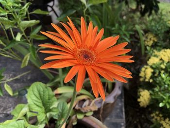 High angle view of orange flower