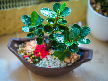 High angle view of succulent plant on table