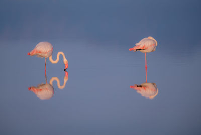 Reflection of flamingos in lake