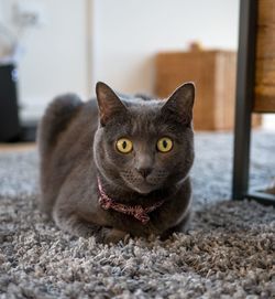 Portrait of cat on rug at home