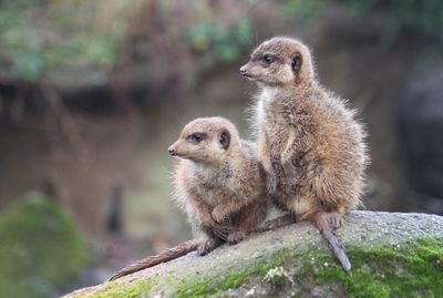 Close-up of meerkat