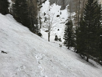 Pine trees on snow covered landscape