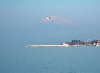 Bird flying over sea