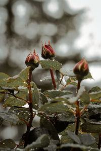 Close-up of flower buds during winter