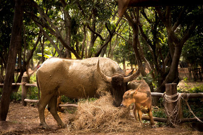 Elephant in a forest