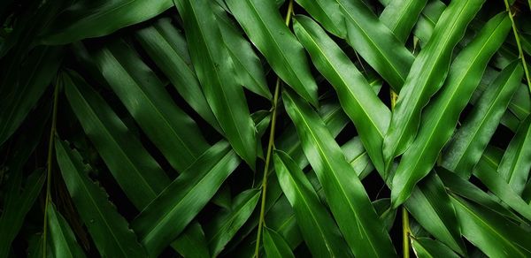 Full frame shot of fresh green plants