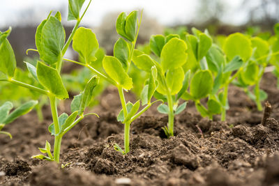 Close-up of fresh green plants in field