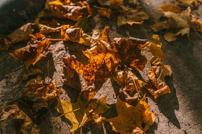 Close-up of yellow maple leaves on road