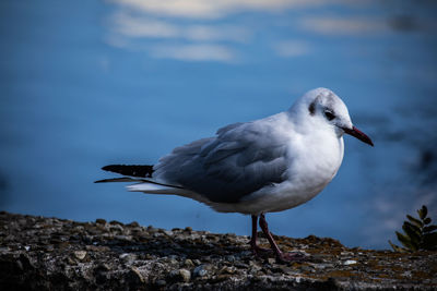 Close-up of seagull perching on rock