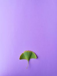 Close-up of green leaves on pink background