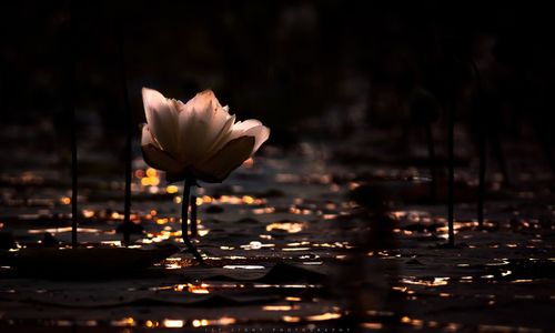 Close-up of lotus water lily