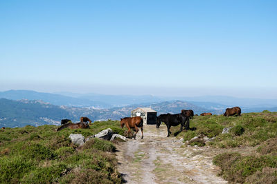 Cows grazing in the farm