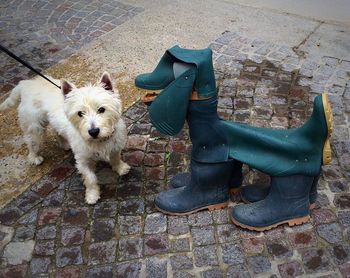 Low section of dog standing on footpath