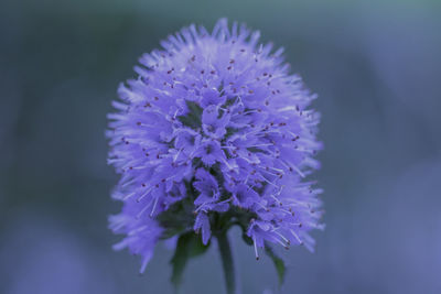 Close-up of purple flower blooming outdoors