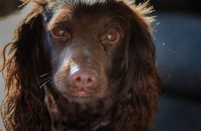 Close-up portrait of dog